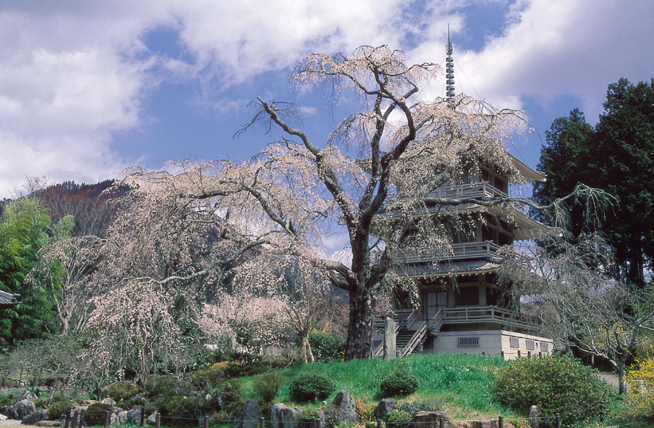 浄専寺のしだれ桜