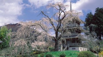 浄専寺のしだれ桜