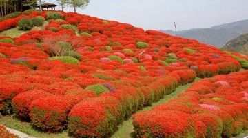 天神山つつじ公園